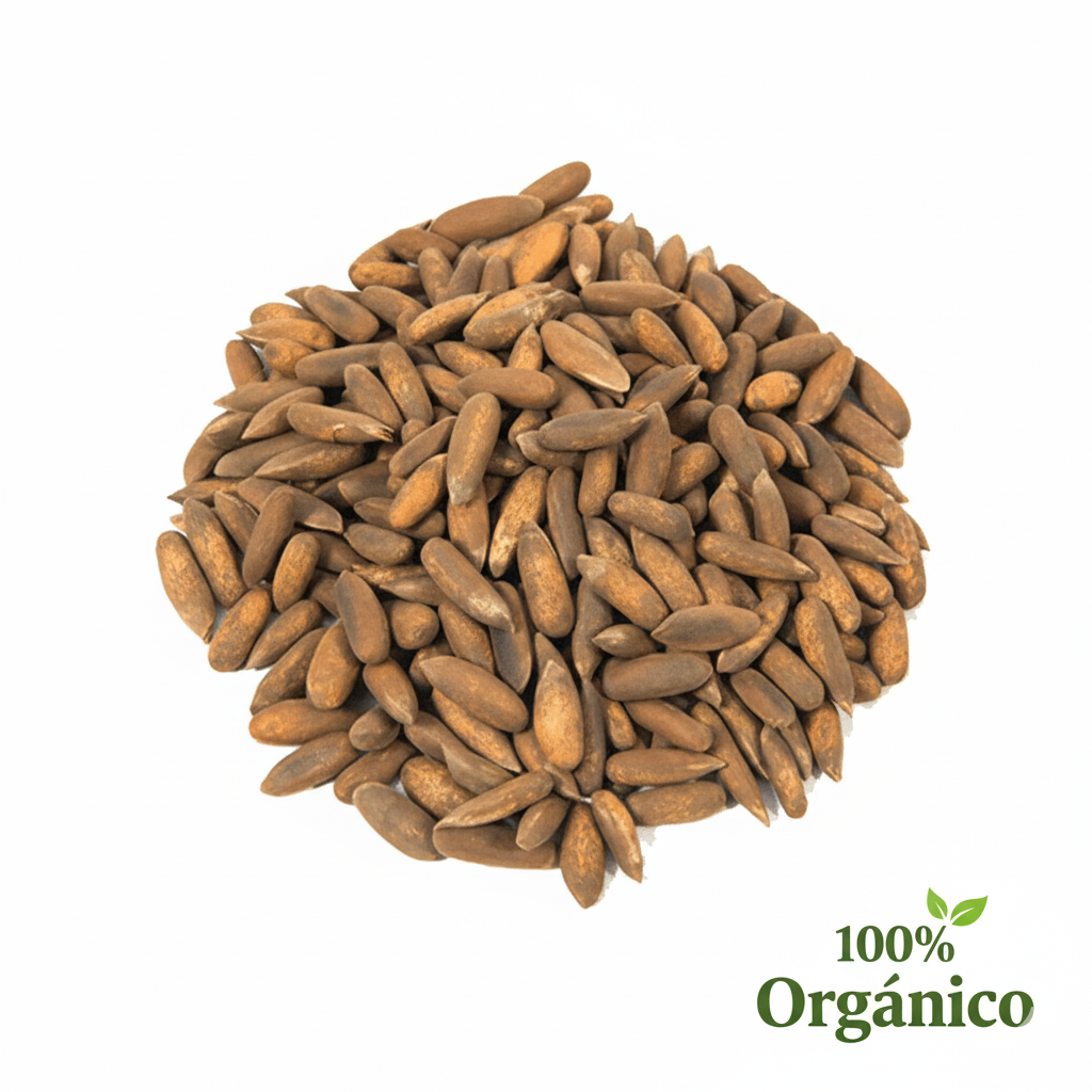 Premium Chilgoza Pine Nuts
